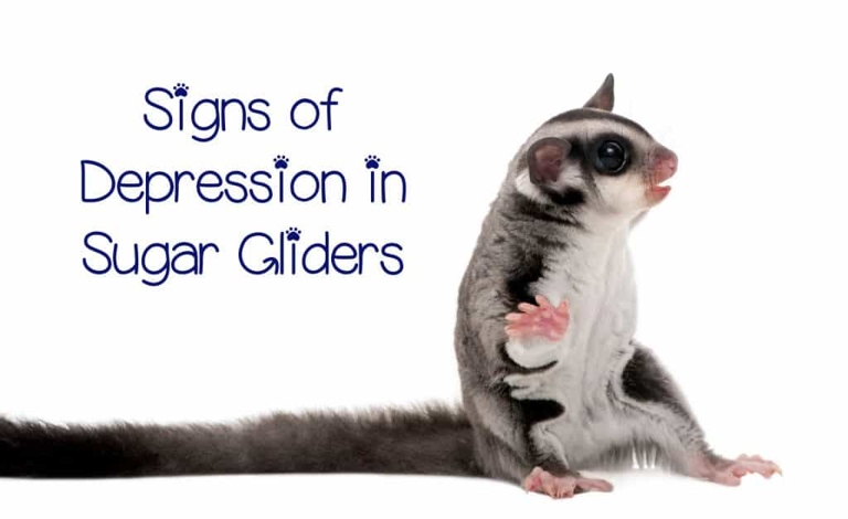 If you notice your sugar glider acting differently, taking them to the vet is always a good idea.