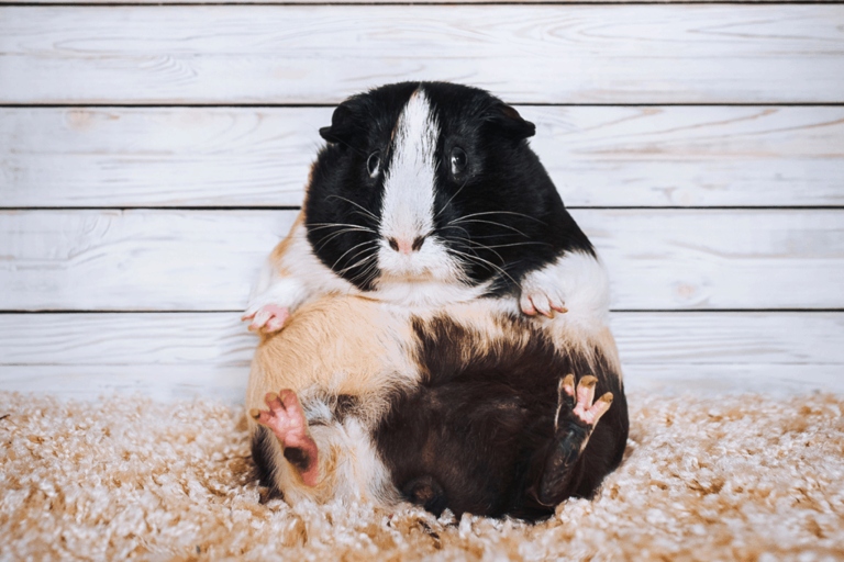 If you overfeed a guinea pig, they can become obese and have health problems.