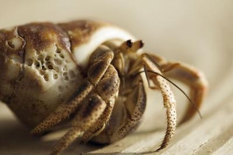 If you own a hermit crab, take personal precautions to avoid getting mites.