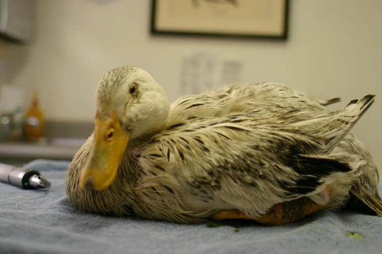 If you see a duck wagging its tail, it could be a sign that the duck is sick and you should take it to a vet.