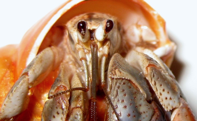 If you see your hermit crab scratching a lot, it may have mites.