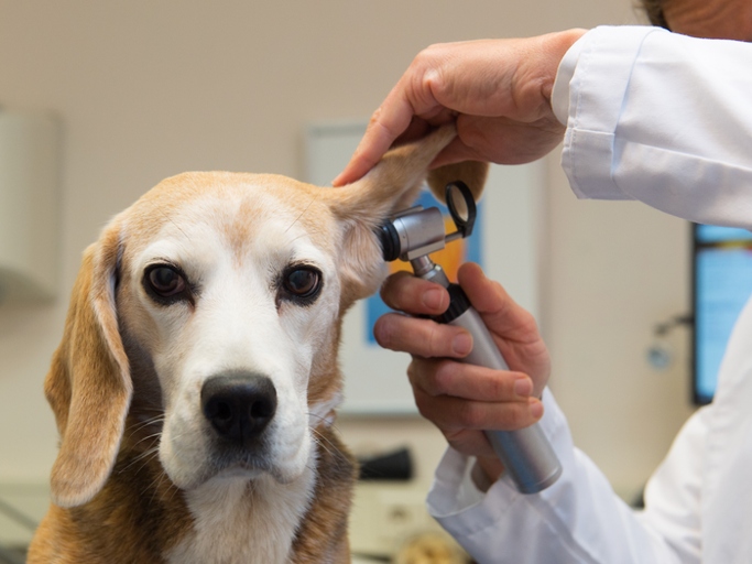 If you think your pet may be sick, take them to the vet for a check-up.