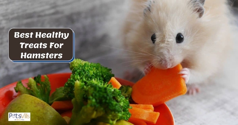 If you want a hamster to like you, try offering it a small treat like a piece of apple or carrot.