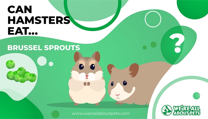 If you want to add Brussels sprouts to your hamster's diet, cook them first.
