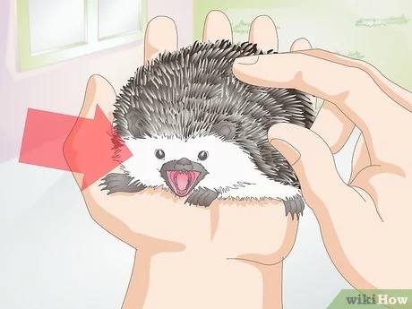 If you want to bond with your hedgehog, start by talking to them in a soft, gentle voice.
