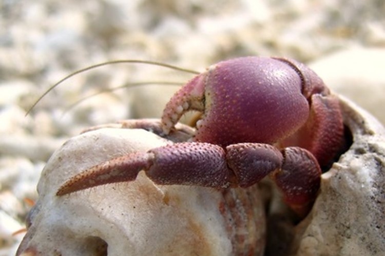 If you want to determine the gender of your hermit crab, one way to do so is to look at the shape of its abdomen.
