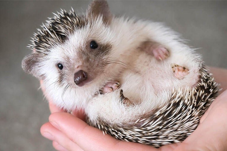 If you want to get a hedgehog to uncurl, try offering it food or gently petting it.