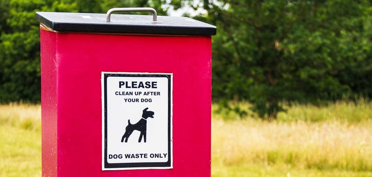 If you want to keep flies away, pick up your dog's poop right away and dispose of it.