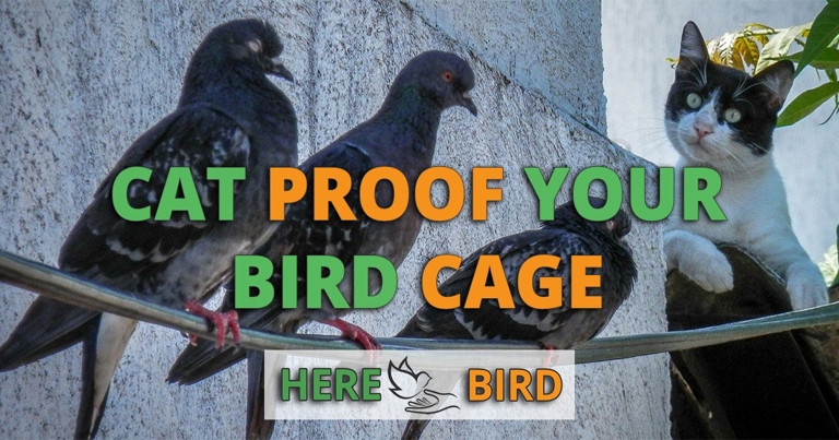 If you want to keep your cats away from your bird cage, try installing a nesting box.