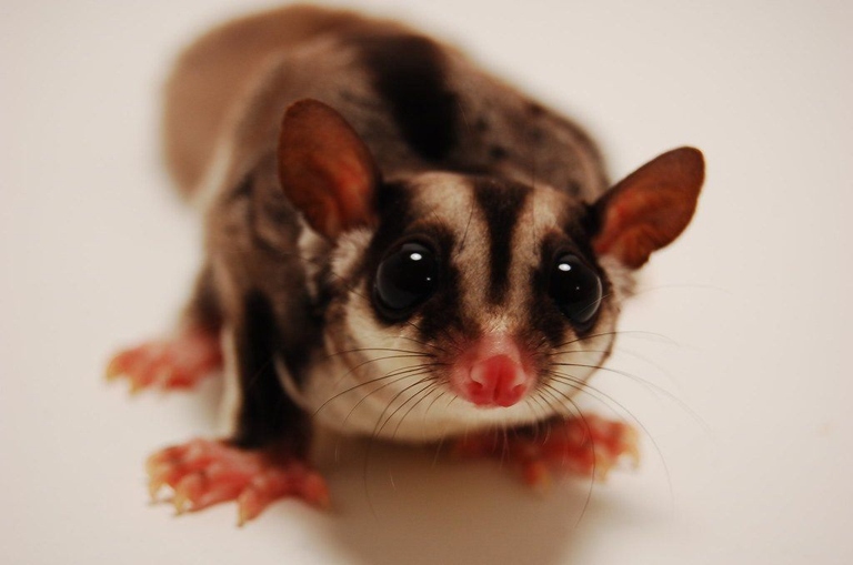 If you want to keep your sugar glider contained, make sure to keep a close eye on them.