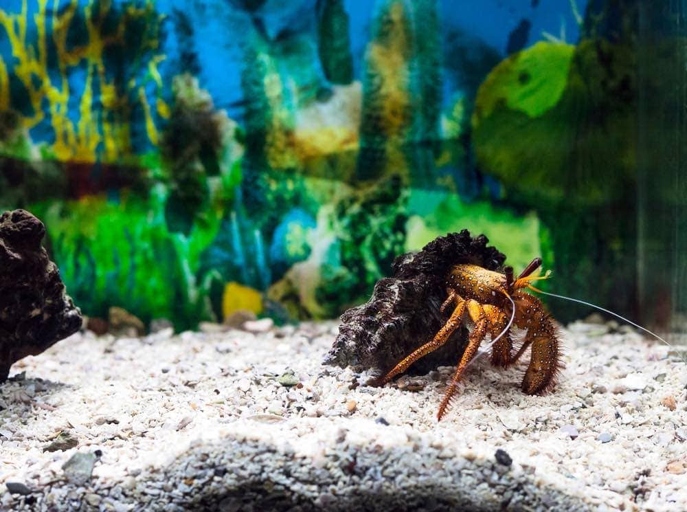 If you want to prevent mold in your hermit crab tank, use mold inhibiting substances regularly.