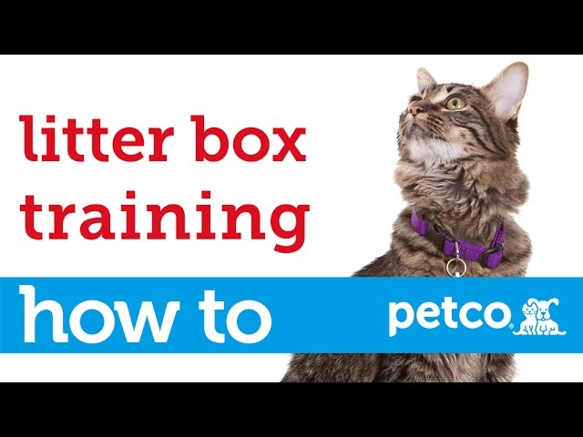 If you want your cat to use a litter box, you'll need to train it.