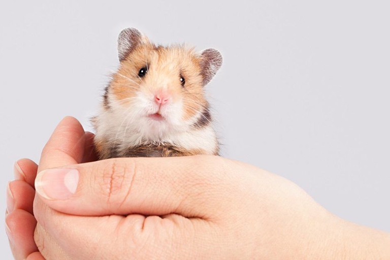If you want your hamster to stay calm, try speaking to it in a gentle voice.