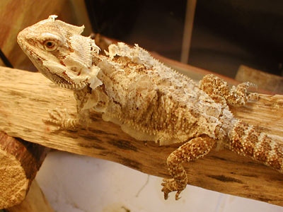 If your bearded dragon has a tail that isn't shedding, you can help by gently rubbing the tail with a warm, wet cloth.