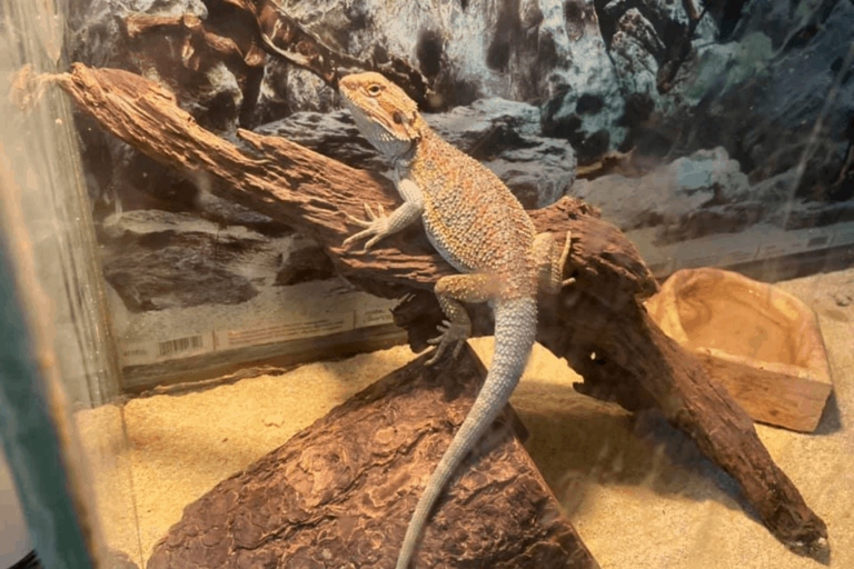 If your bearded dragon is cold, you can try to warm it up gradually with a heat lamp.