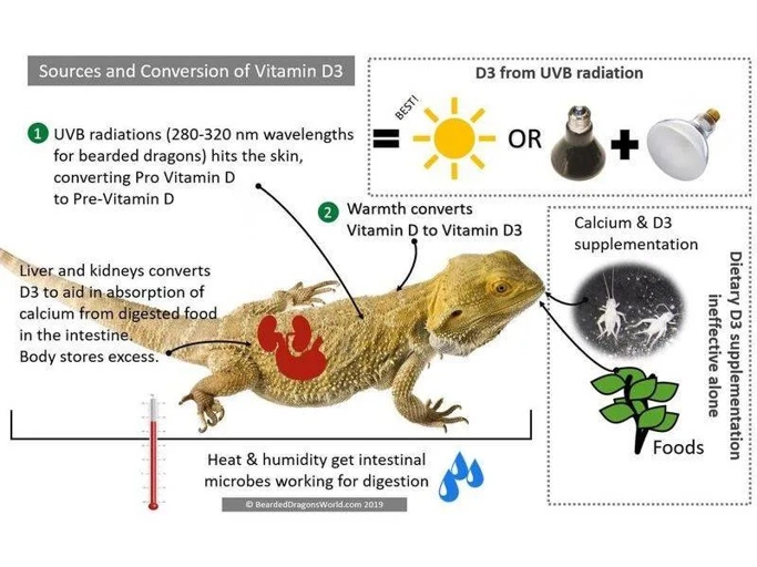 If your bearded dragon is not growing, you may need to give them calcium supplements.