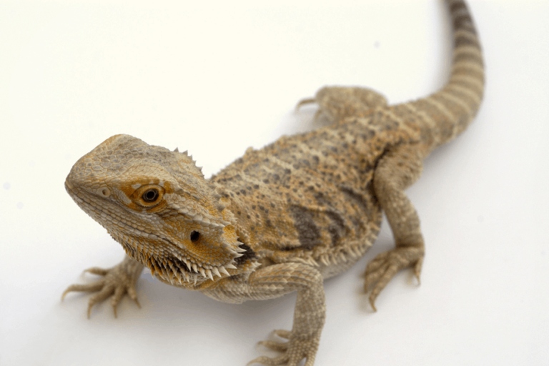 If your bearded dragon is not shedding, there are treatments that can help.