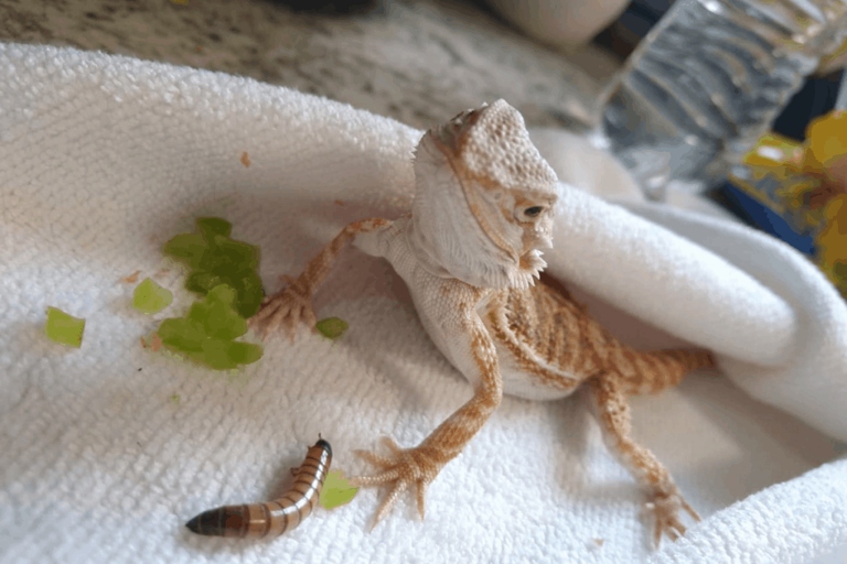 If your bearded dragon isn't growing, it could be because your UVB setup is wrong.