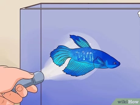 If your betta fish is not moving, it might be dying.