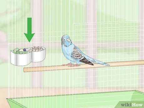 If your budgie isn't eating, it may be sick.