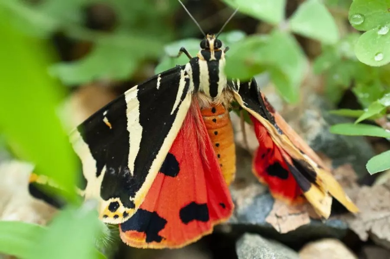If your butterfly isn't moving, one potential reason is that it is playing dead.