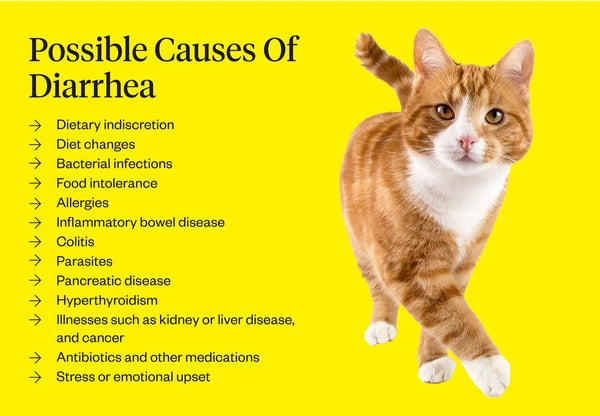 If your cat has diarrhea, it is important to take them to the vet as soon as possible.