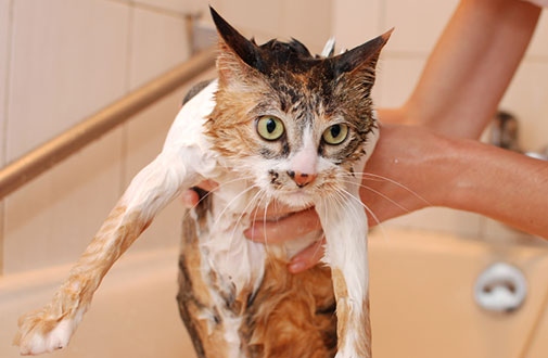 If your cat has gotten into something they shouldn't have, you may need to wash their fur.