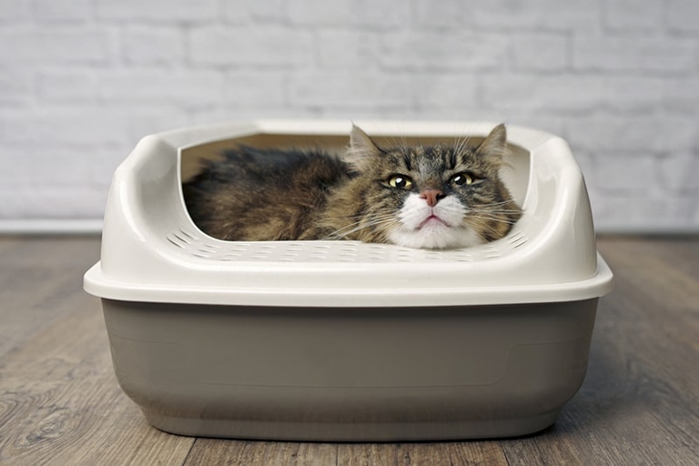 If your cat is pooping on the couch, there are a few changes you need to make.