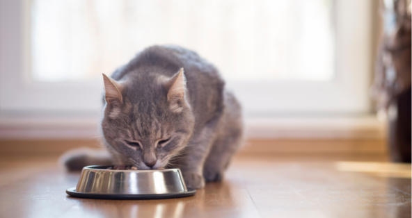 If your cat is throwing up dry food, but not wet, you may need to switch their food.