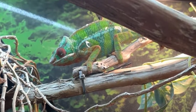 If your chameleon is shaking when walking, it could be due to sickness or bone diseases.