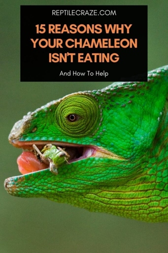If your chameleon isn't eating, it could be due to one of several causes.