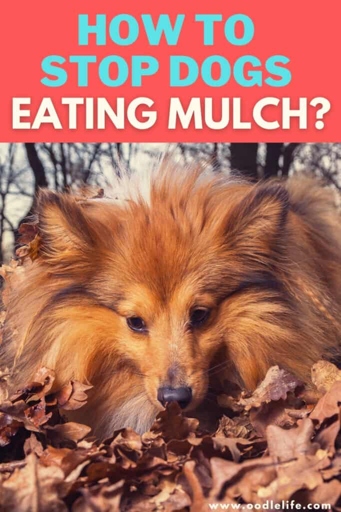 If your dog is eating mulch, one way to stop them is to give them more exercise.
