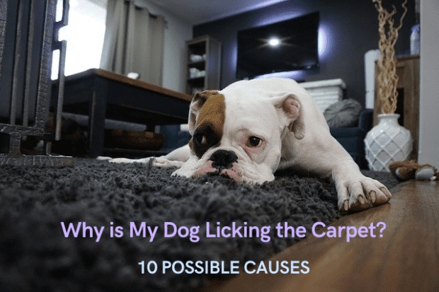 If your dog is licking the carpet, it could be a sign of anxiety or stress.