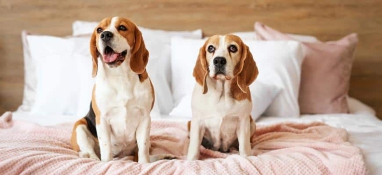 If your dog is pooping on your bed, there are a few things you can do to fix the issue.