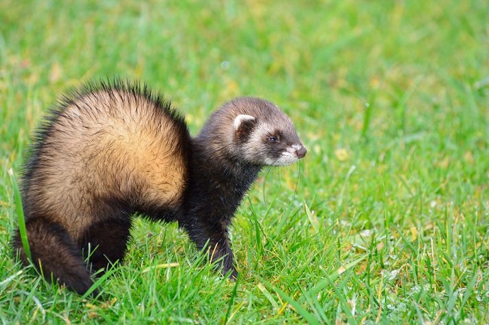If your ferret is crashing into things, it may be because they are excited or trying to get your attention.