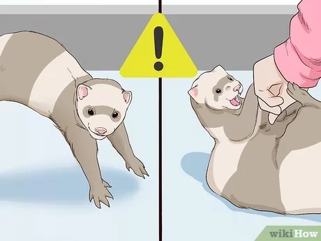 If your ferret is running and jumping around, it's likely that it wants to play with you.
