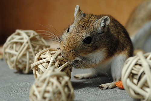 If your gerbil isn't eating, it might have dental issues.