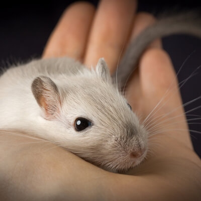 If your gerbil stops eating, it may be ill and you should take it to the vet.
