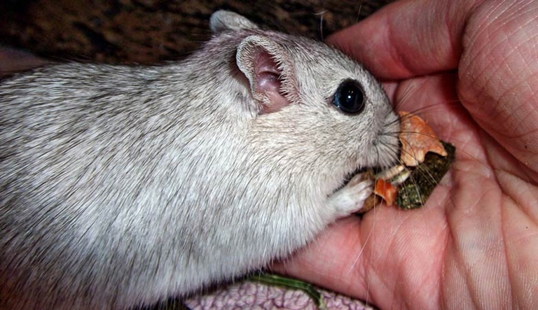 If your gerbil stops eating, try feeding it its favorite foods.