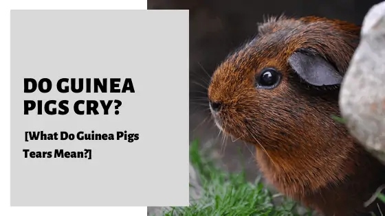 If your guinea pig is crying, it may be angry.