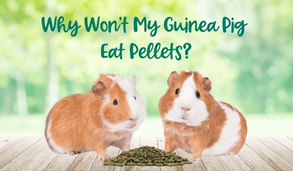 If your guinea pig is not eating pellets, there are a few things you can do to encourage them to eat.