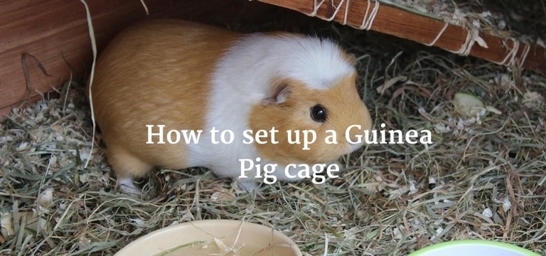 If your guinea pig's environment is not set up correctly, they may not be able to eat hay properly.
