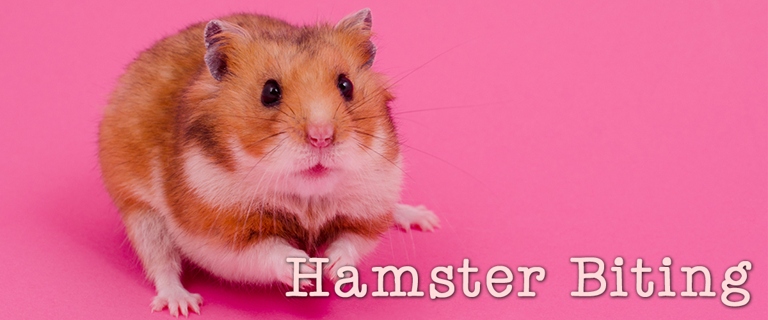 If your hamster bites you, try to figure out why it is biting you and see if there is anything you can do to stop it.