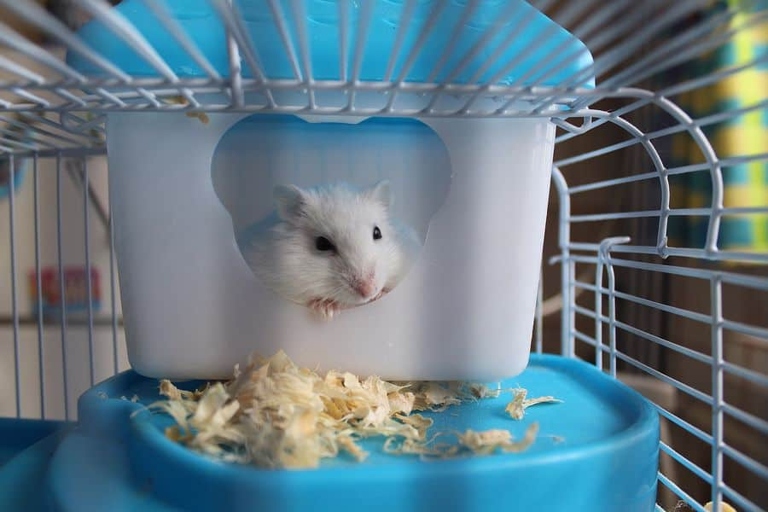 If your hamster is drinking more water than usual, it could be a sign of dehydration.