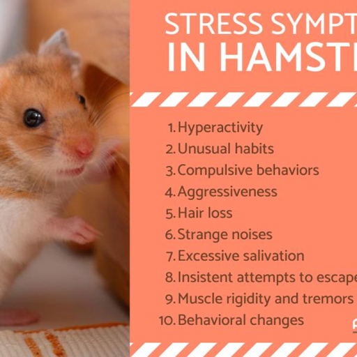If your hamster is losing weight, it could be due to anxiety or stress.