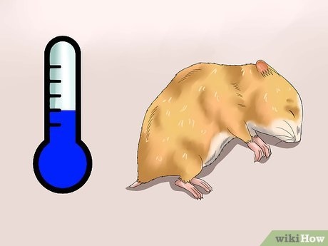 If your hamster is lying on its side and not moving, check its temperature to make sure it is not dead.