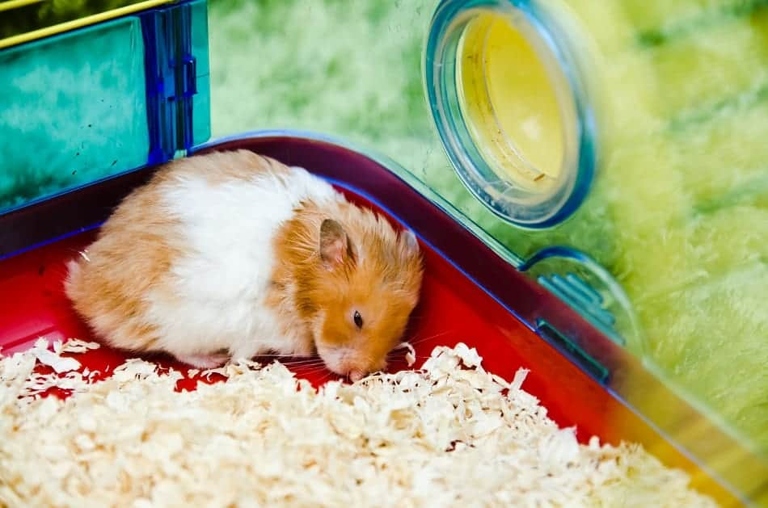 If your hamster is lying on its side and not moving, it may be playing dead.
