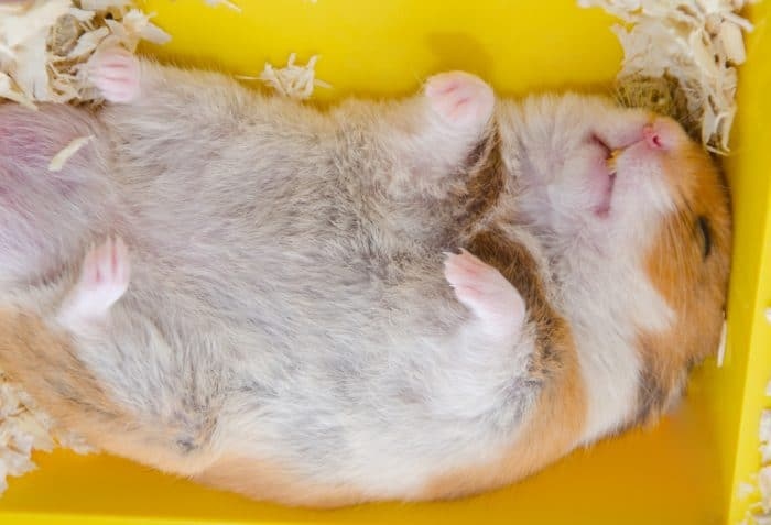 If your hamster is not moving and seems to be unresponsive, it may be hibernating.