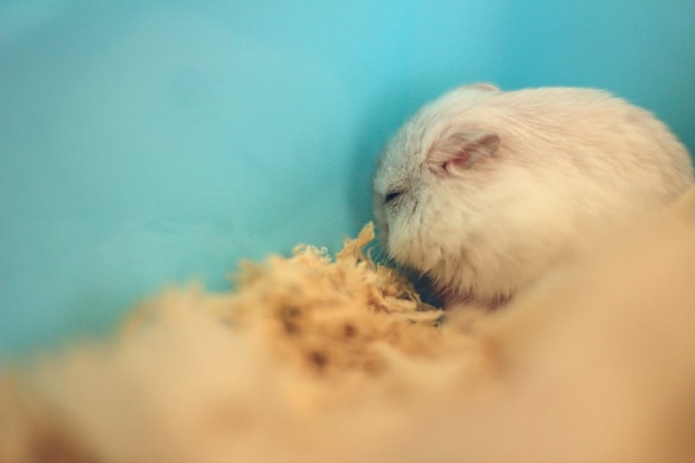 If your hamster is not moving, it may be in pain.
