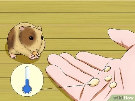 If your hamster is panting, it might be overheated.